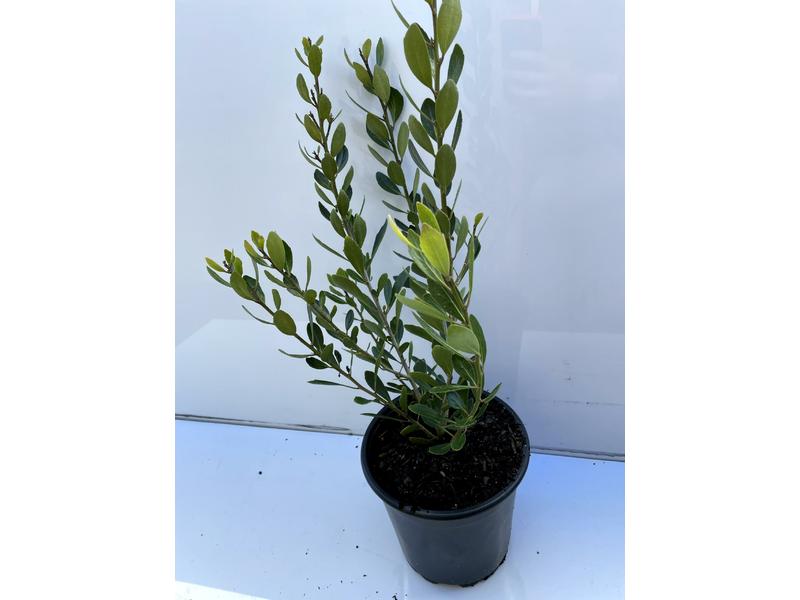 product image for Melicytus obovatus