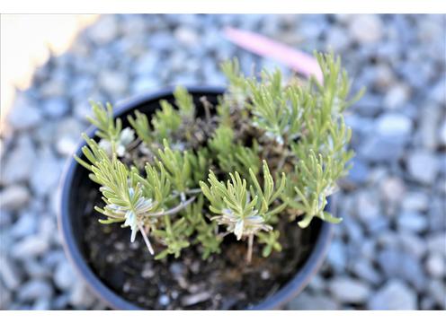 gallery image of Lavandula angustifolia 'Hidcote' 1.5L