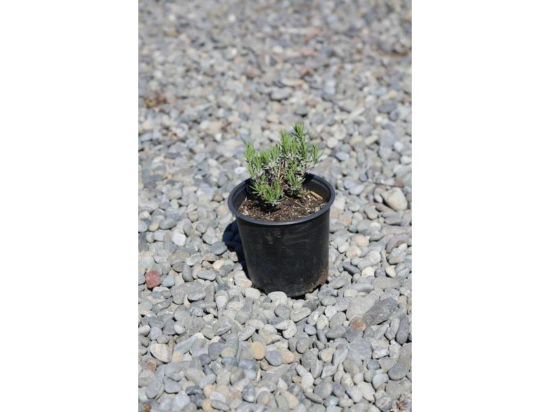 product image for Lavandula angustifolia 'Hidcote' 1.5L