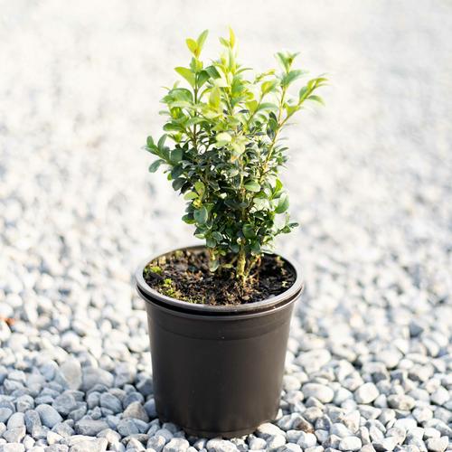 image of Buxus sempervirens