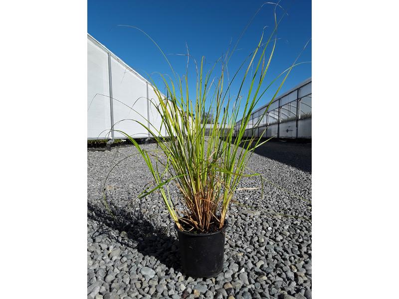product image for Carex lambertiana