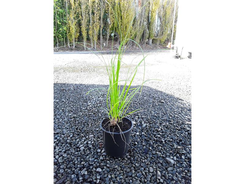 product image for Chionochloa flavicans
