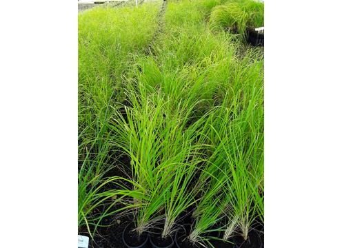 gallery image of Chionochloa flavicans