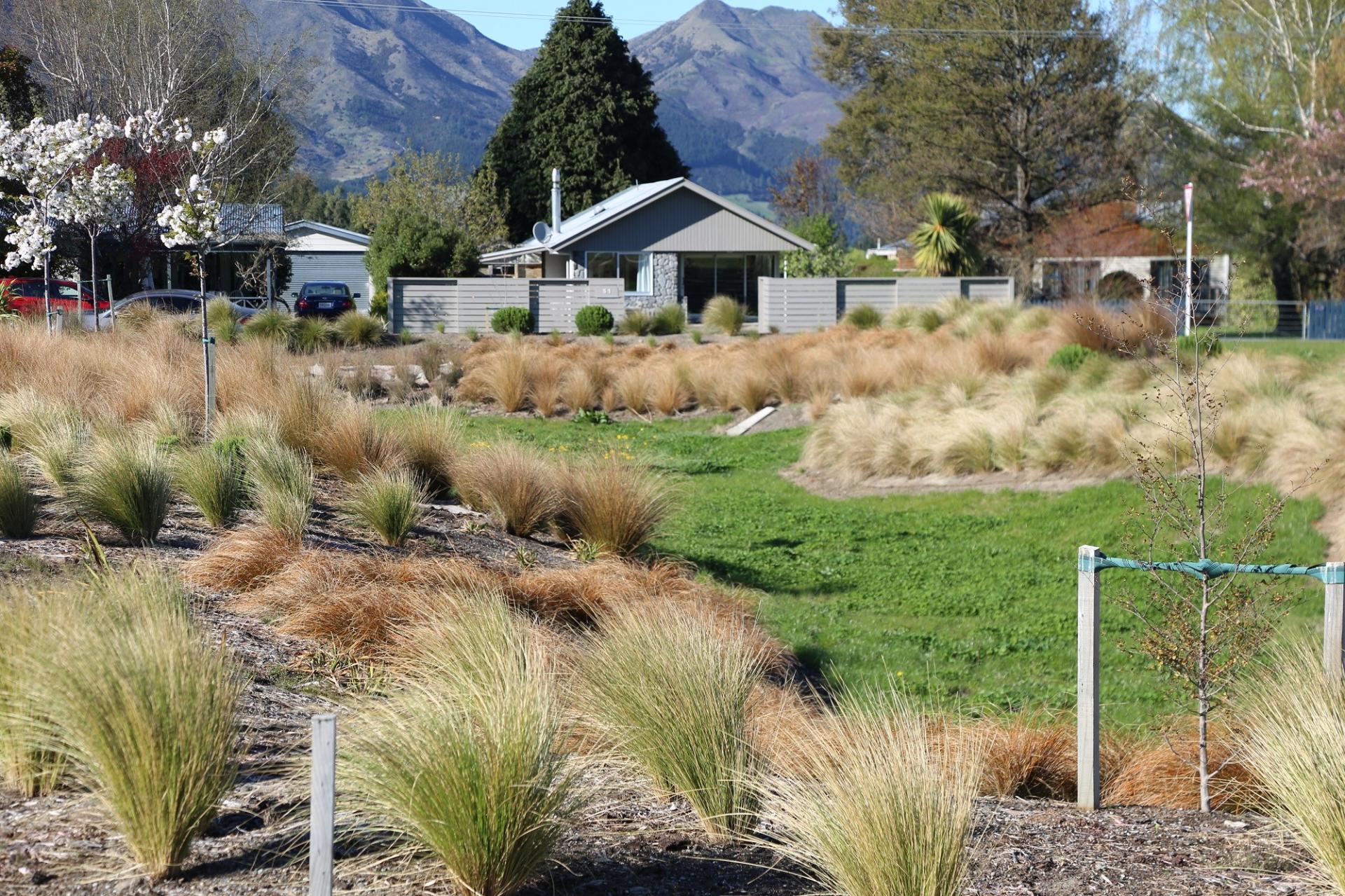 native planting in suburban area