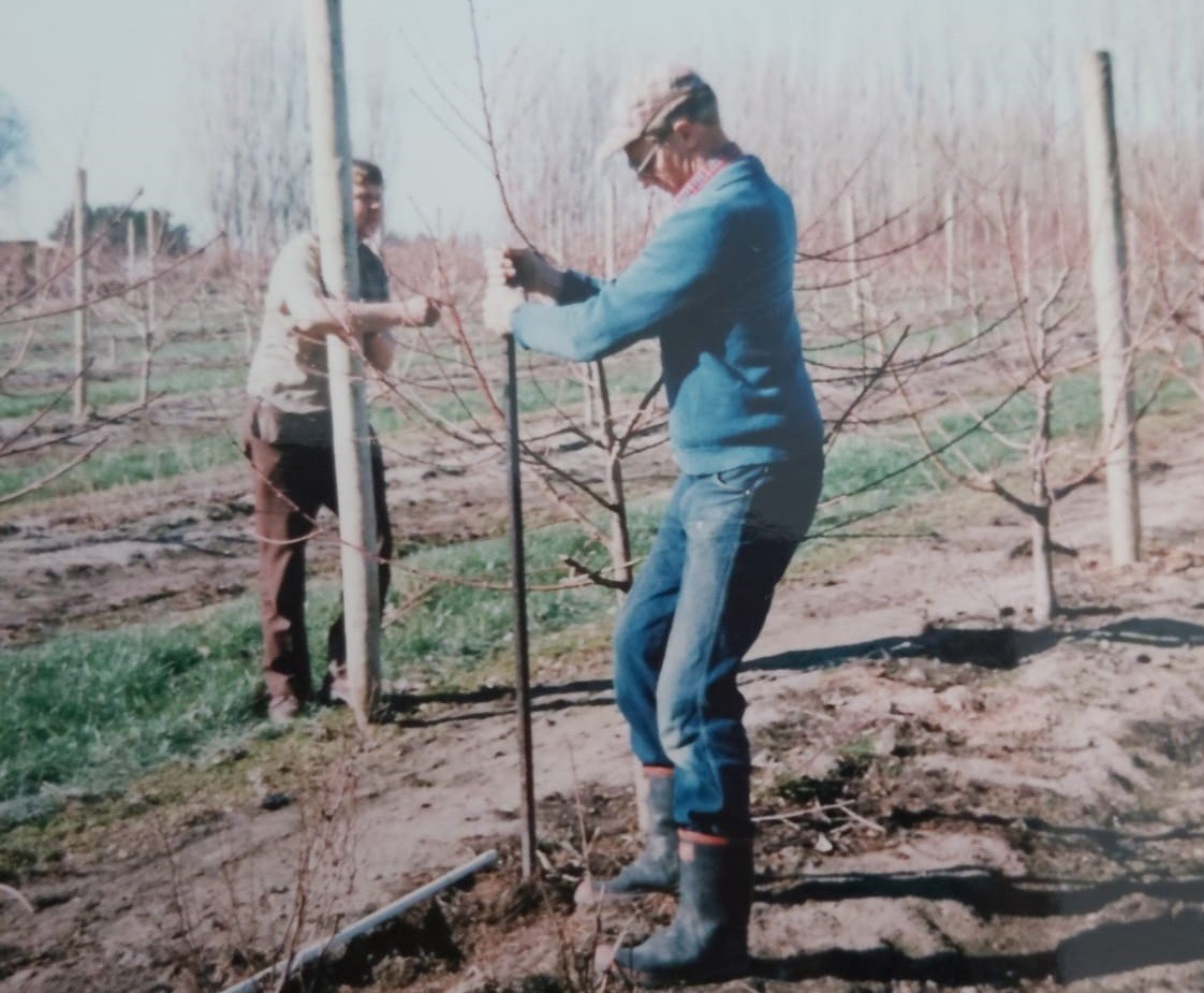 historic photo of men planting in field