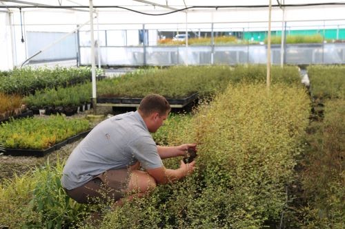 horticulturalist tending to plants in greenhouse
