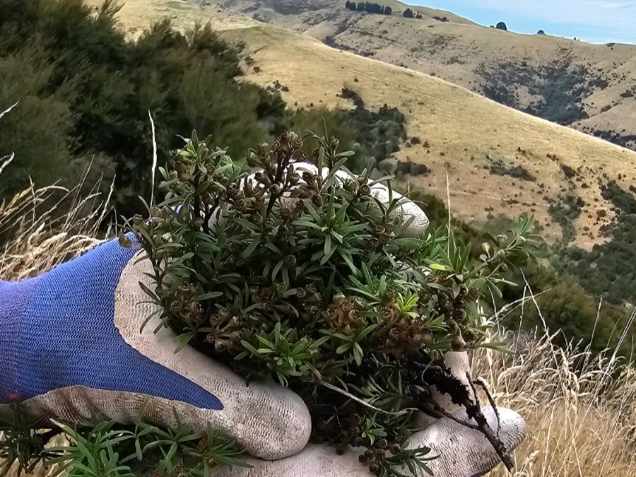 native planting in suburban area