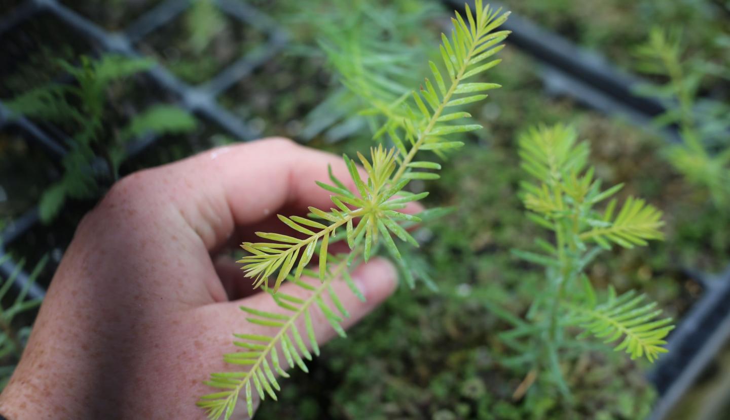 native planting by Koura Reserve