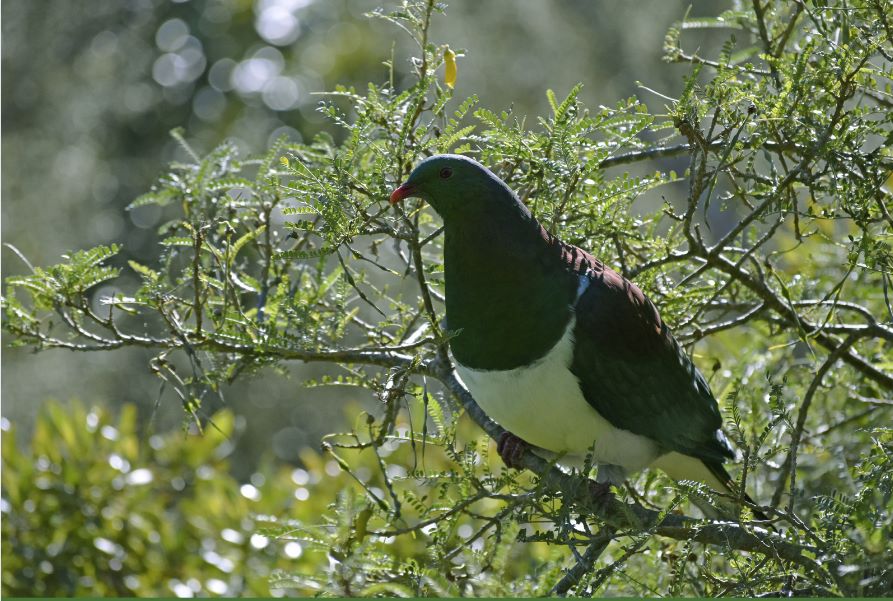 native wood pigeon keruru