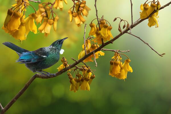 image of 5 best trees to attract native birds