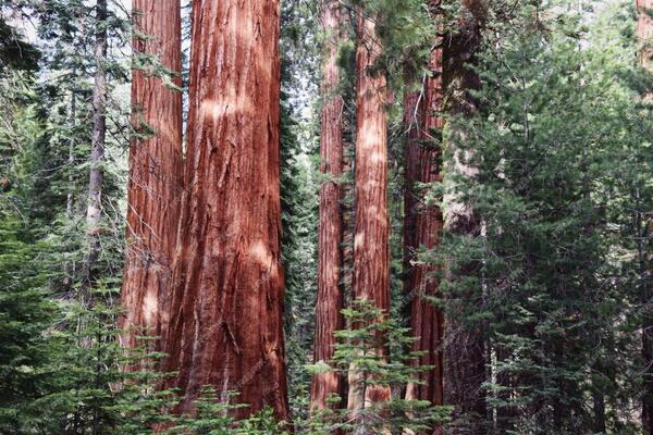 image of 4 Benefits of using Redwoods for Carbon Credits