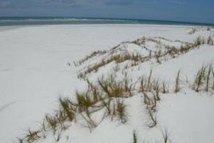 image of 5 Best Native Plants for Sand Dune Stabilisation