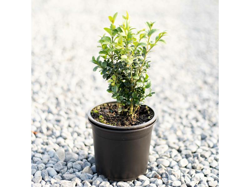 product image for Buxus sempervirens