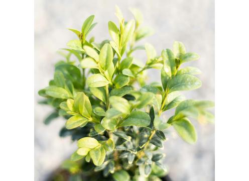 gallery image of Buxus sempervirens