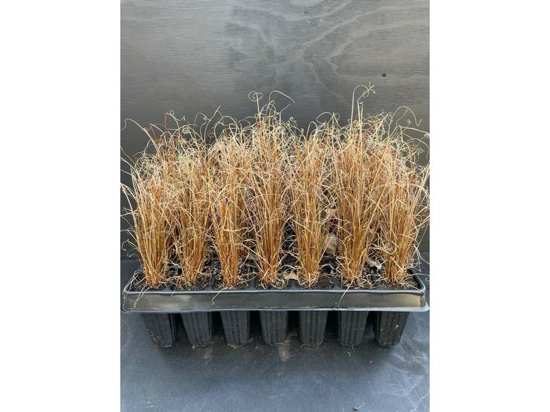 product image for Carex buchananii