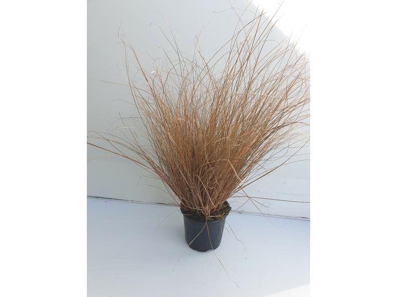 product image for Carex Comans Bronze