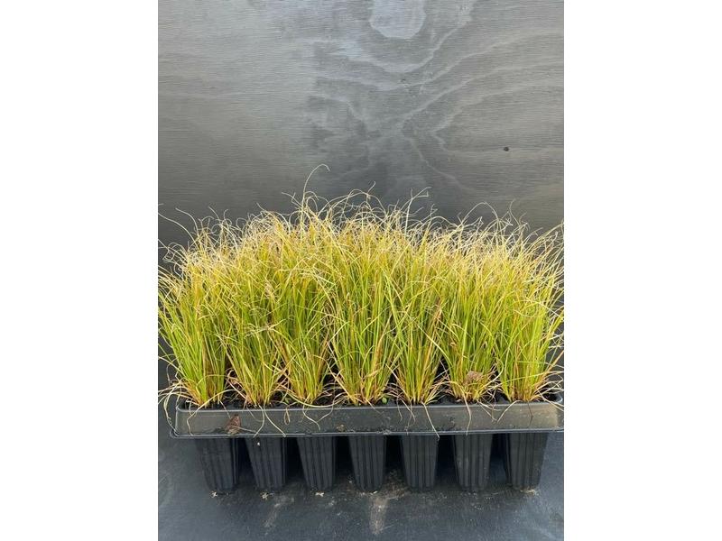 product image for Carex dipsacea