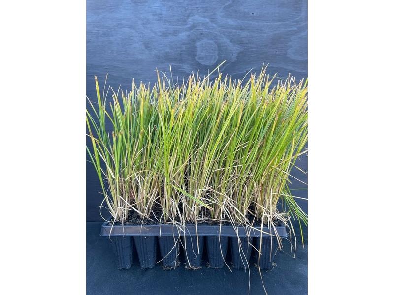 product image for Carex Maorica 