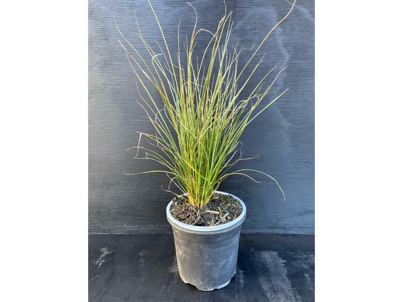 product image for Carex secta