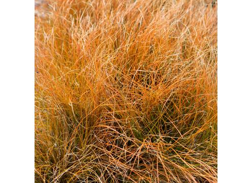 gallery image of Carex testacea