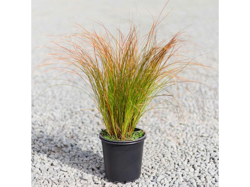 product image for Carex testacea