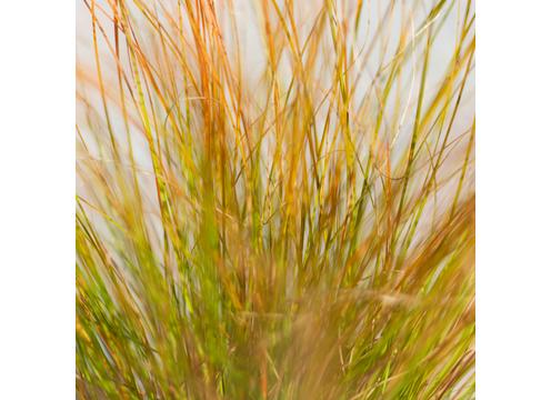 gallery image of Carex testacea