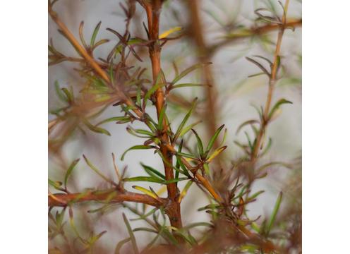 gallery image of Coprosma Lobster