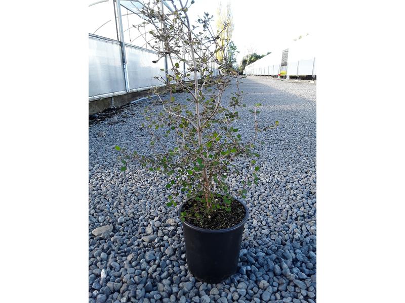 product image for Coprosma rotundifolia
