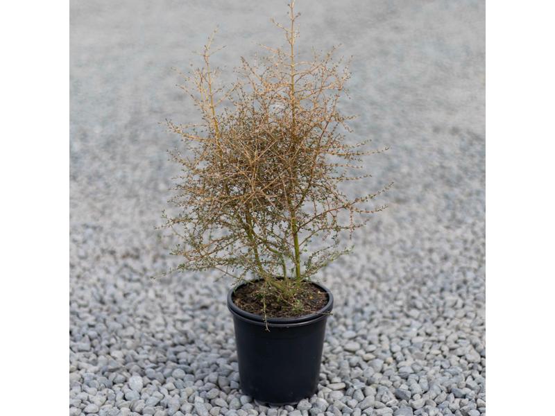 product image for Coprosma virescens
