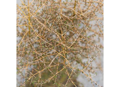 gallery image of Coprosma virescens