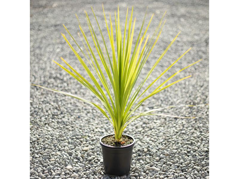 product image for Cordyline australis