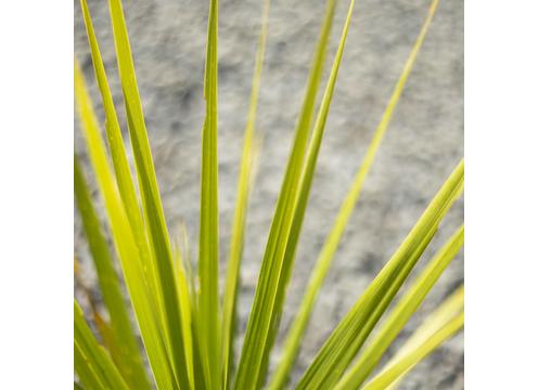 gallery image of Cordyline australis