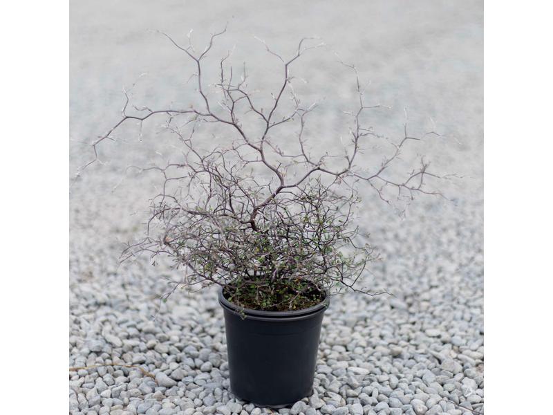 product image for Corokia cotoneaster