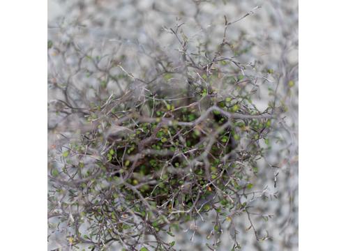 gallery image of Corokia cotoneaster