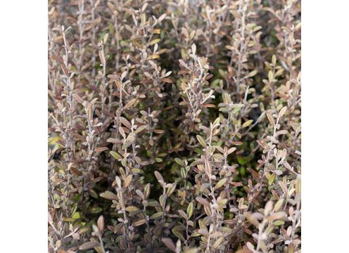 gallery image of Corokia Frosted Chocolate