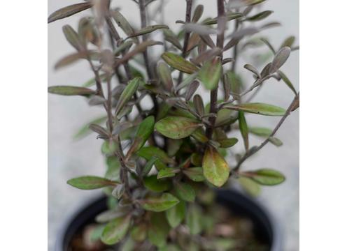 gallery image of Corokia Frosted Chocolate