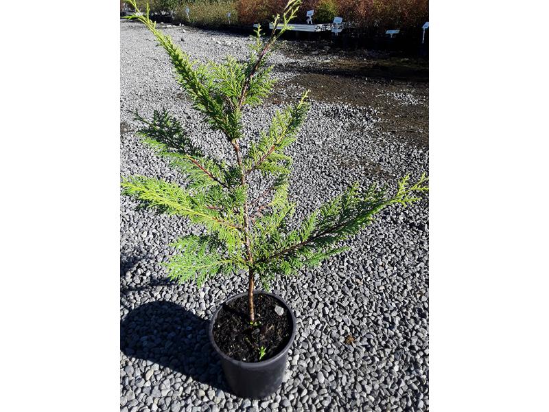 product image for Cupressus ovensii