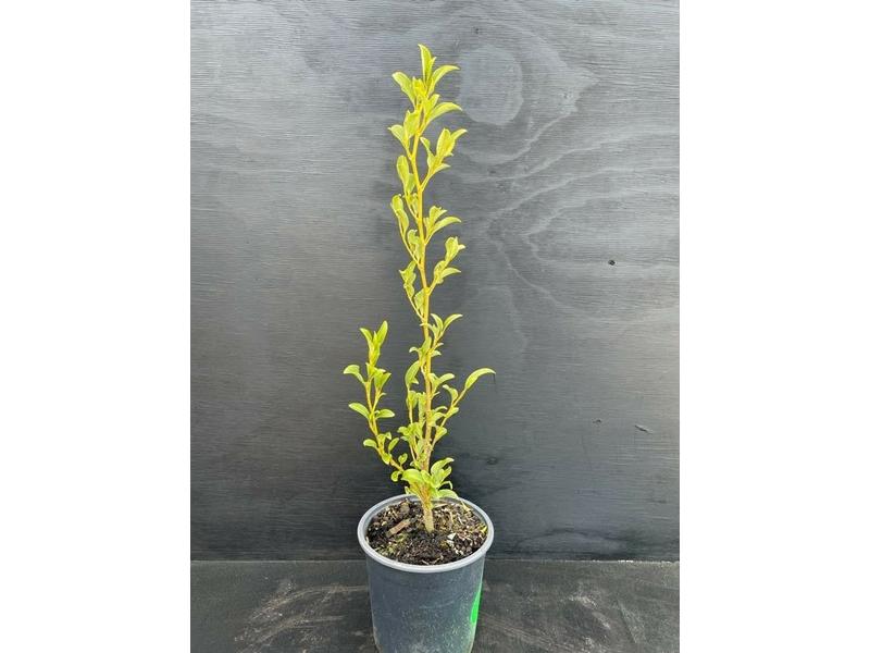 product image for Griselinia Mysterialis