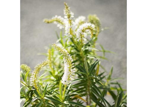 gallery image of Hebe salicifolia