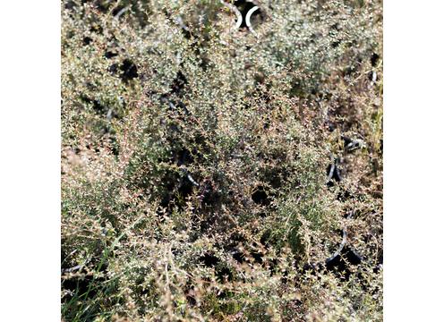 gallery image of Leptospermum scoparium