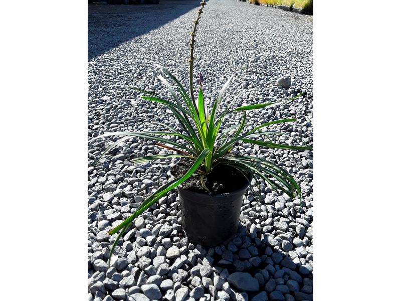 product image for Liriope muscari