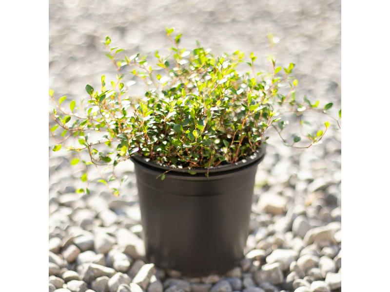 product image for Muehlenbeckia axillaris