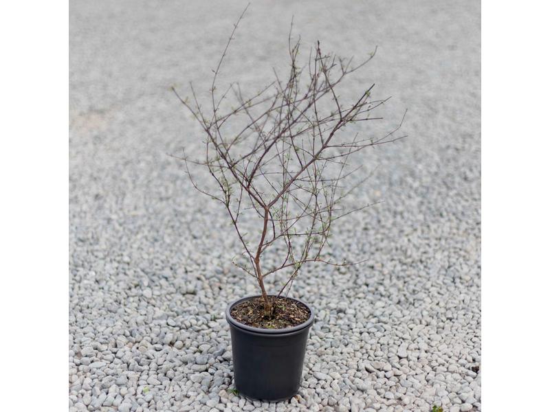 product image for Olearia adenocarpa