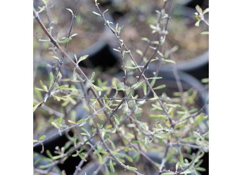 gallery image of Olearia lineata