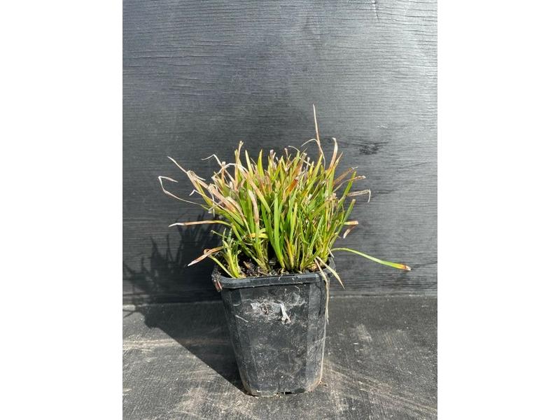 product image for Ophiopogon japonicus Nana