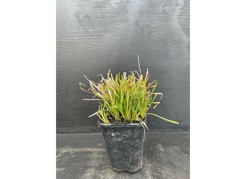 gallery image of Ophiopogon japonicus Nana