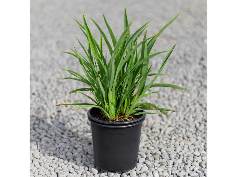 product image for Phormium Emerald green