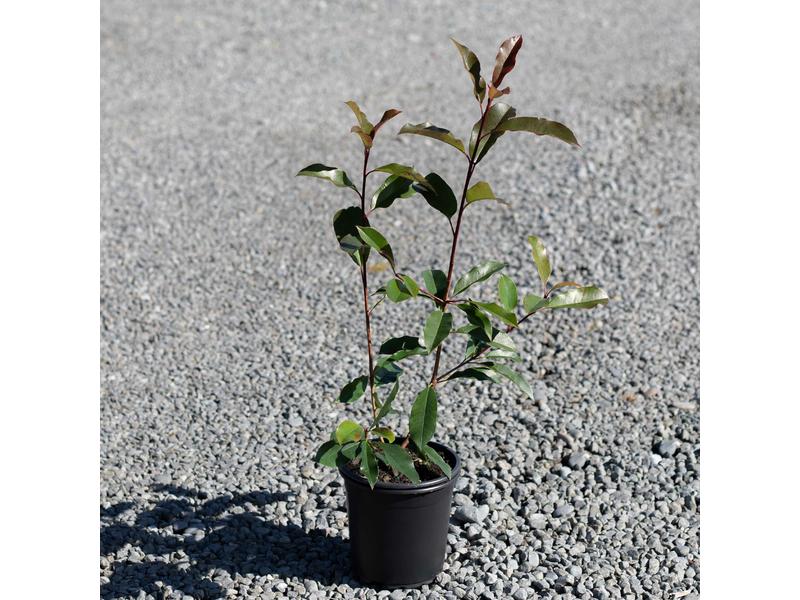 product image for Photinia Red Robin