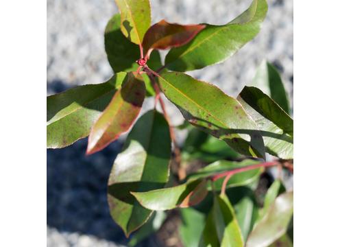 gallery image of Photinia Red Robin