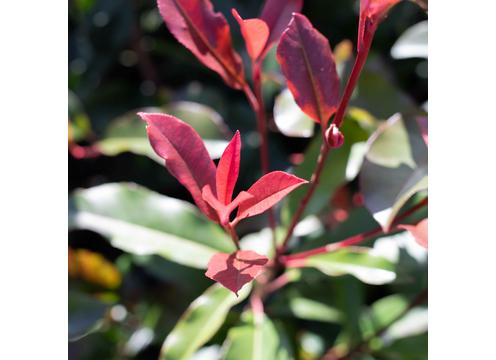 gallery image of Photinia Red Robin